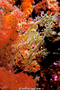 Ornate ghost pipefish couple. by Mehmet Salih Bilal 